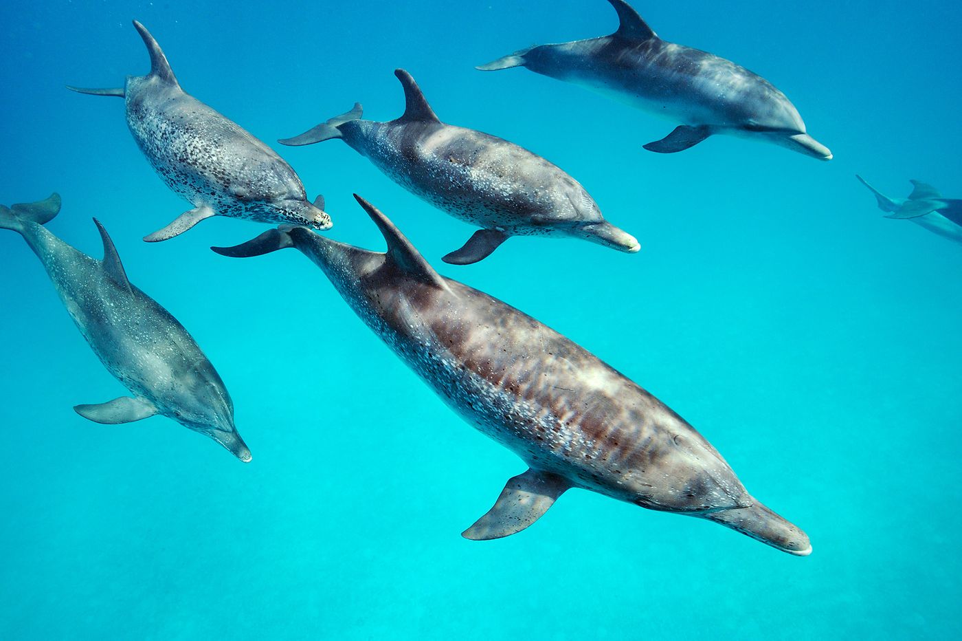 Laos Is One Of The Last Refuges Of The Nearly Extinct Irrawaddy Dolphins