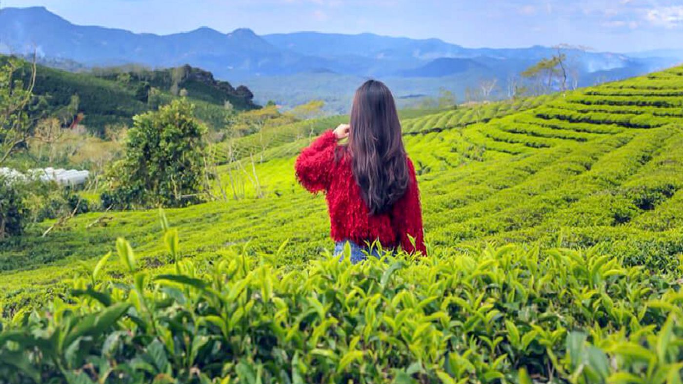 Cau Dat Tea Hill: the charming destination in Da Lat