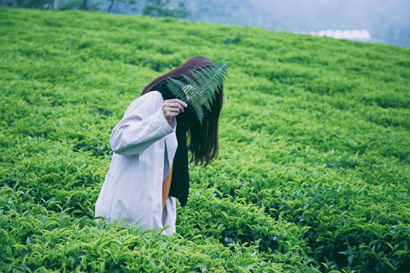 The best time to go to Cau Dat Tea Hill