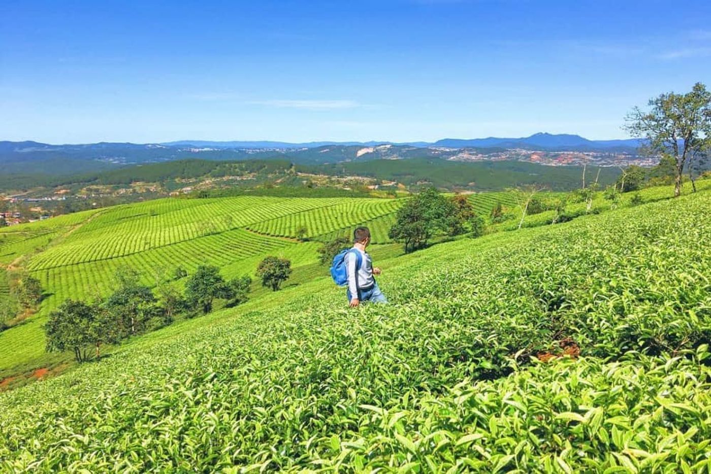 The hills of tea stretch out over the horizon