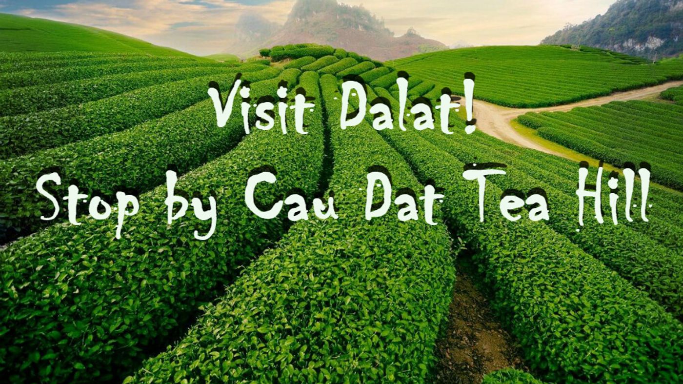 Visit Dalat! Stop by Cau Dat Tea Hill (Cau Dat Farm)