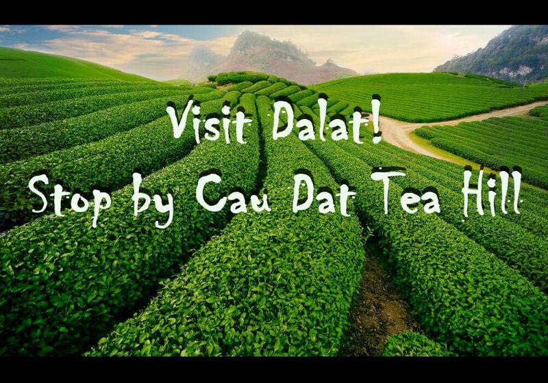 Popular place Visit Dalat! Stop by Cau Dat Tea Hill (Cau Dat Farm)