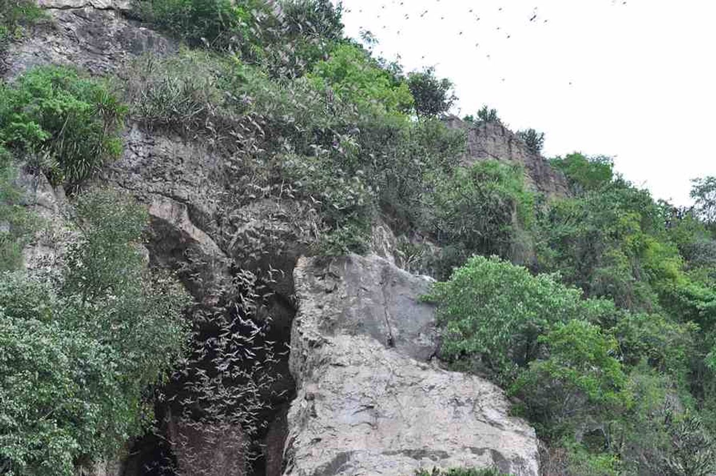 Battambang Bat Caves