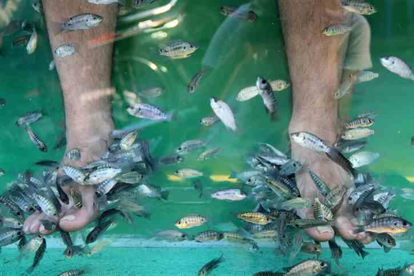 Fish massage siem reap