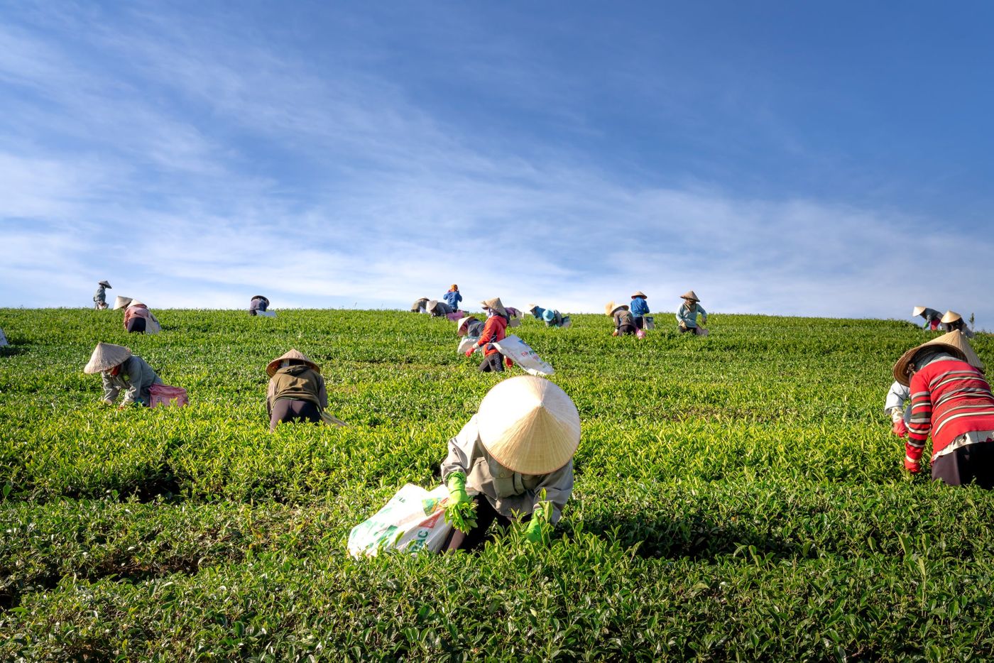 The hills of tea stretch out over the horizon