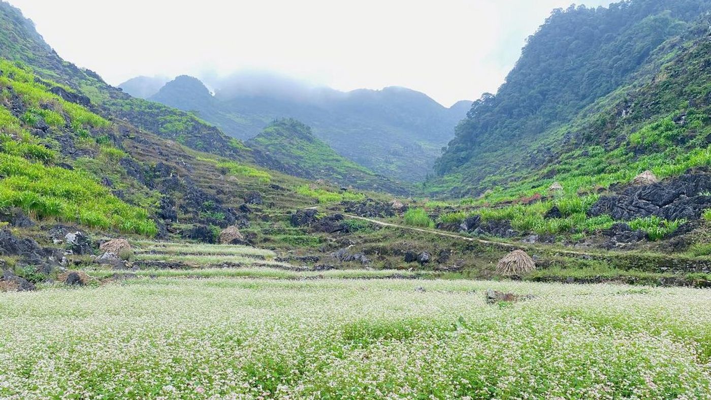 Buckwheat Flower Festival – A tourist icon of Ha Giang