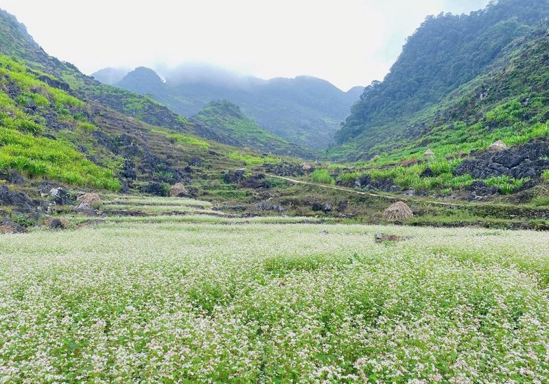 Popular place Buckwheat Flower Festival – A tourist icon of Ha Giang