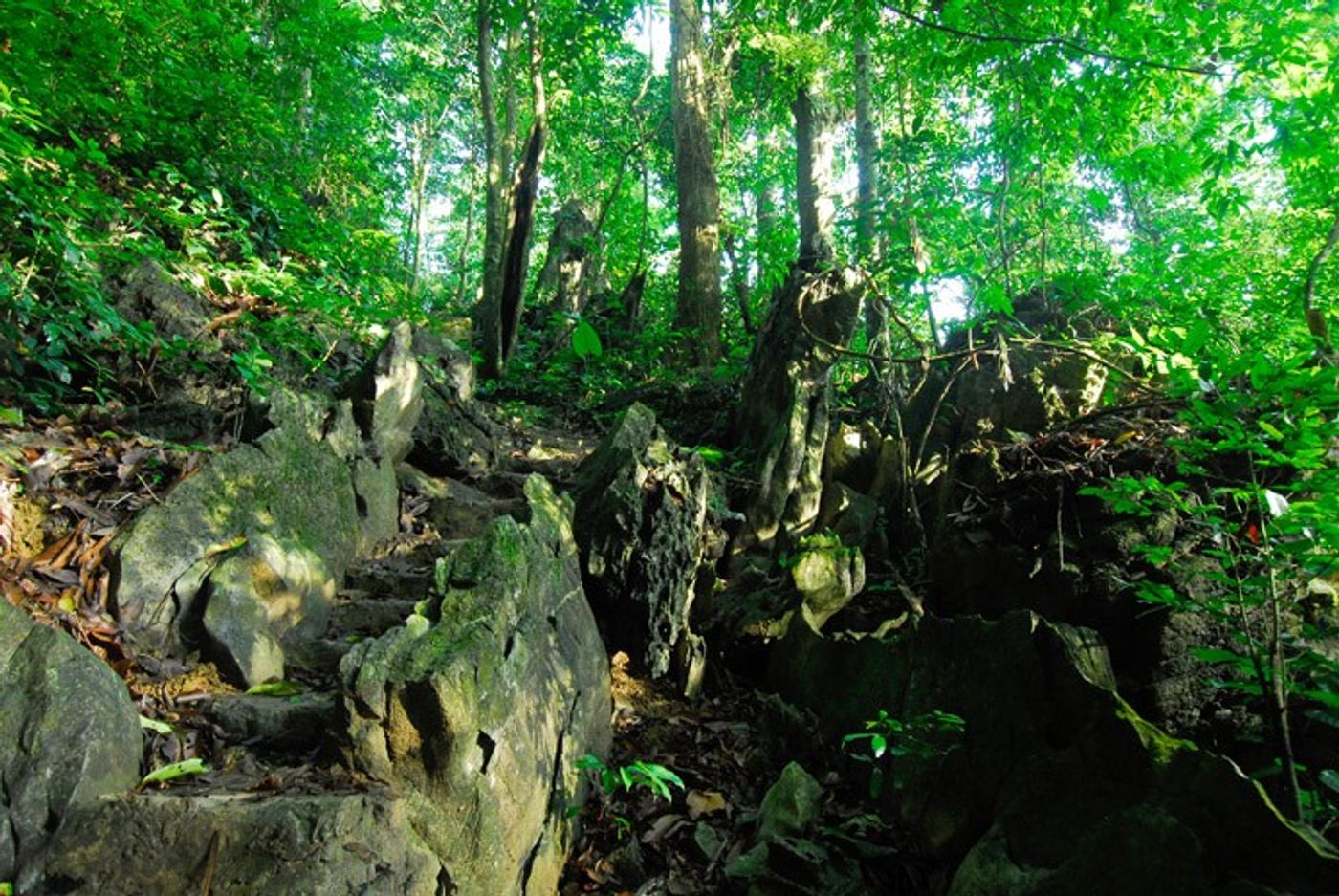 The primeval forest still has many things yet to be discovered.