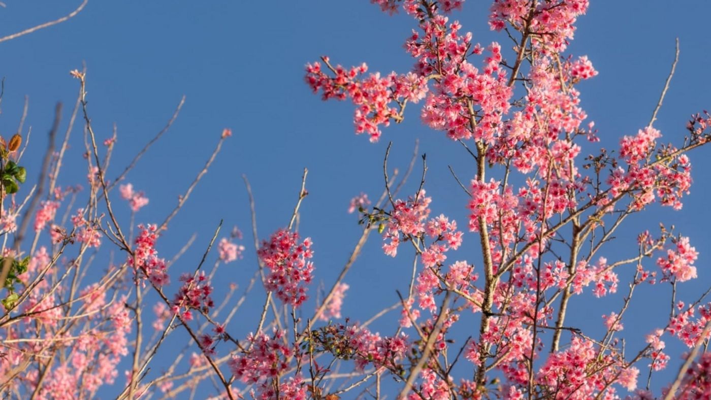 Da Lat Welcomes Cherry Blossom Season at Cau Dat Tea Hill