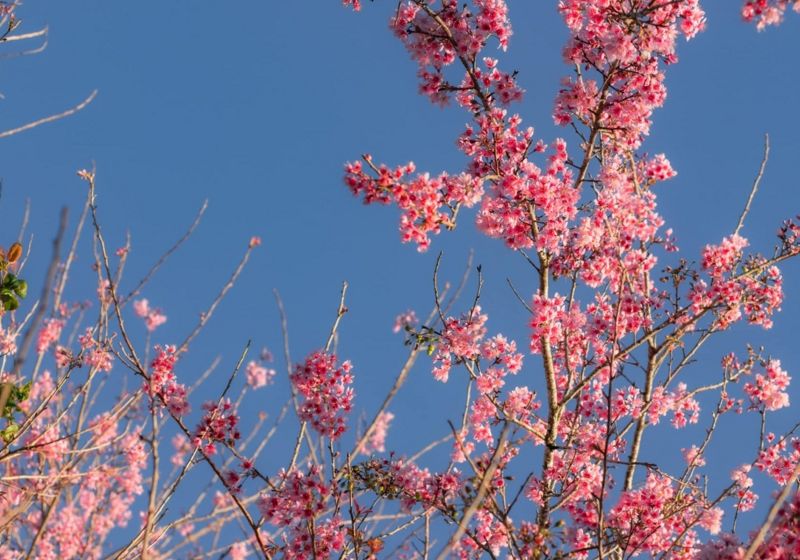 Popular place Da Lat Welcomes Cherry Blossom Season at Cau Dat Tea Hill