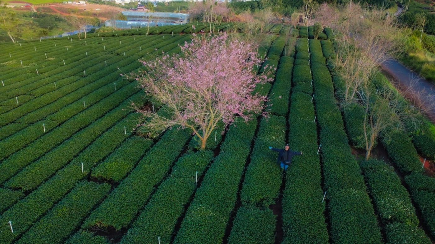 Da Lat's cherry blossom season