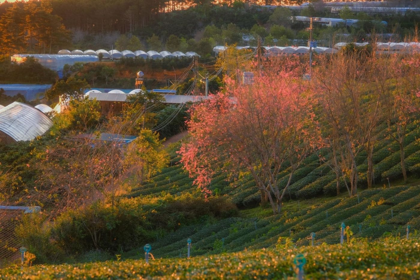 Da Lat's cherry blossom season