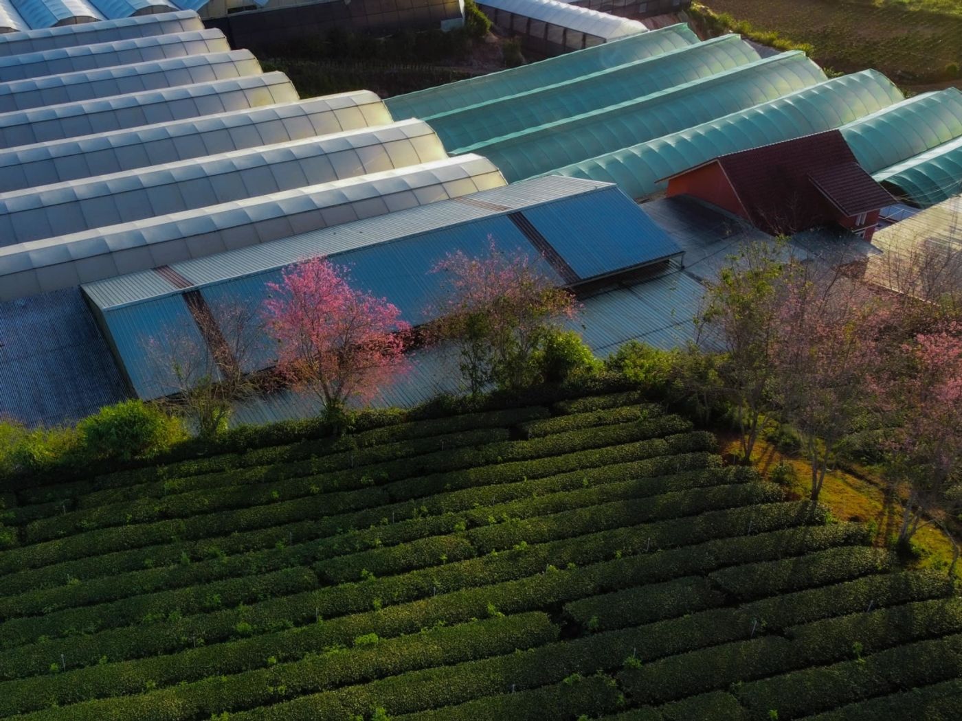 Da Lat's cherry blossom season