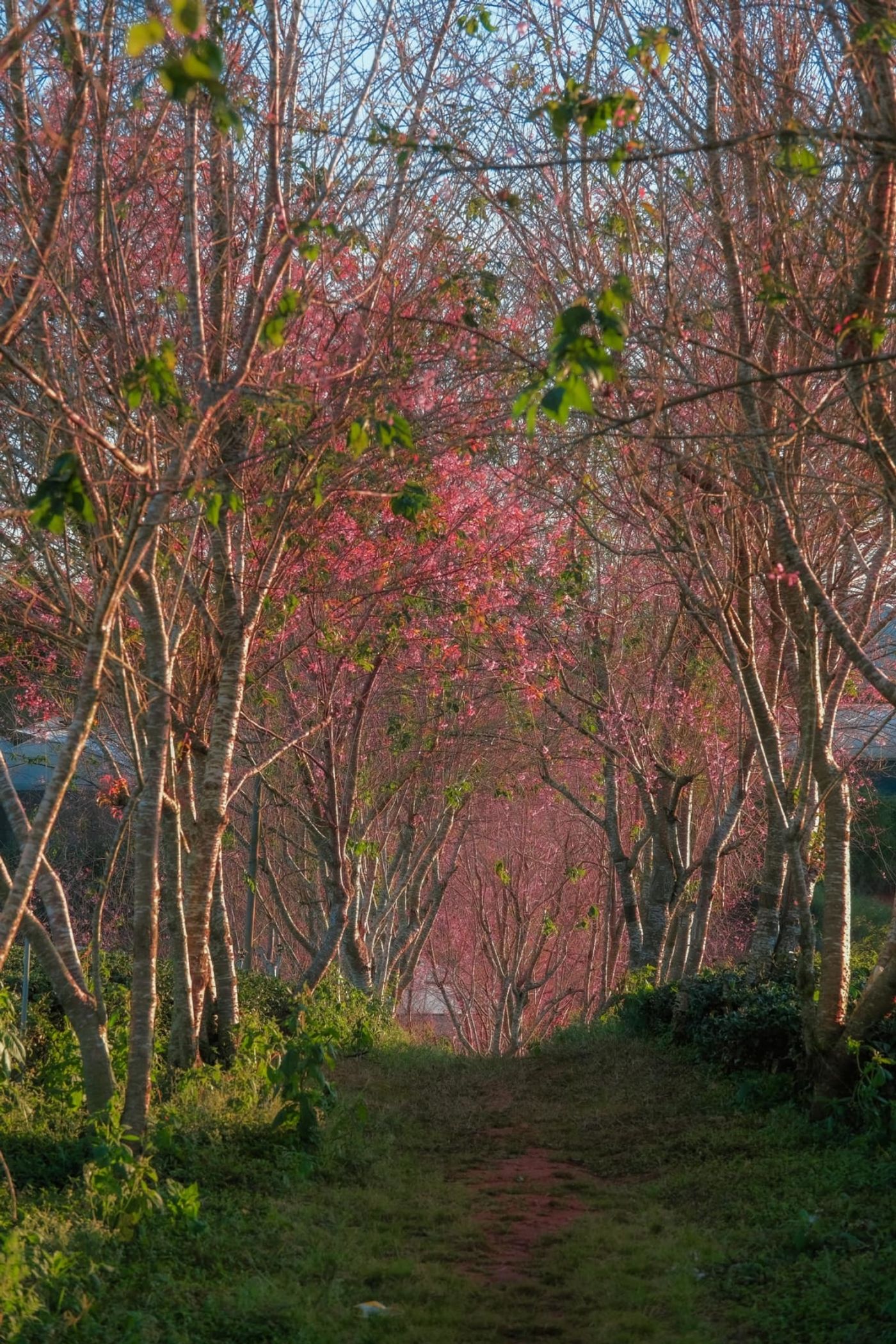 Da Lat's cherry blossom season
