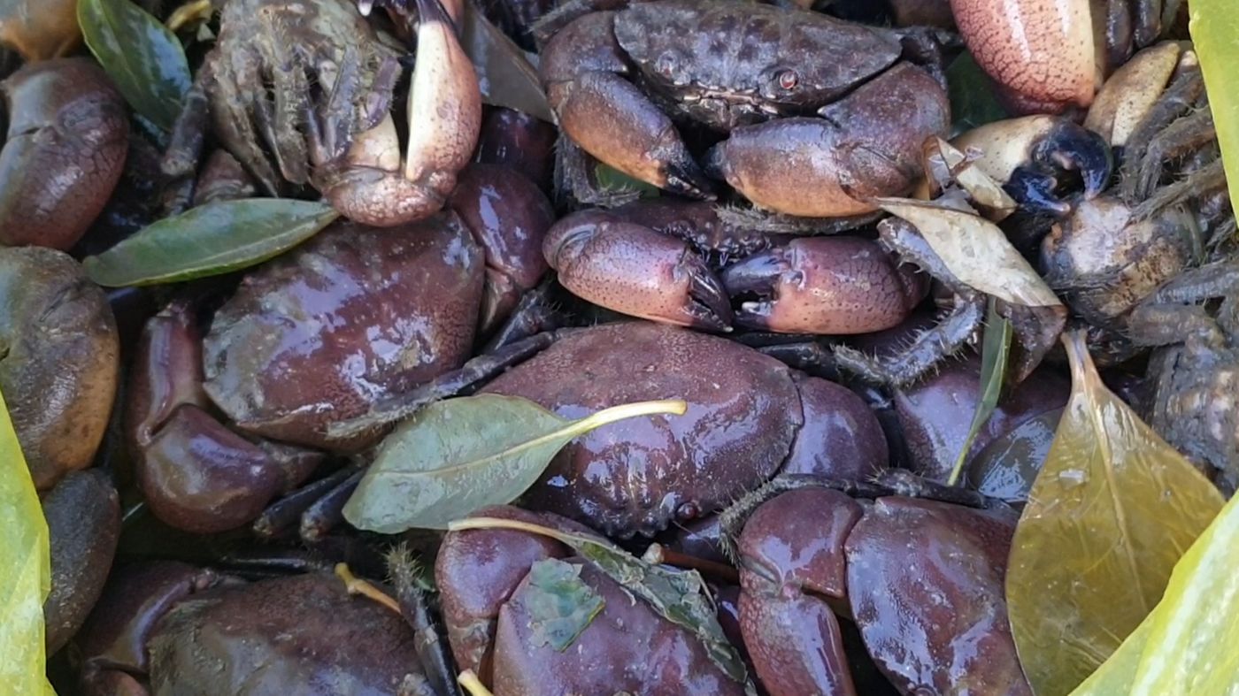 Explore the delights of stone crab hunting along the enchanting Ca Mau coastline