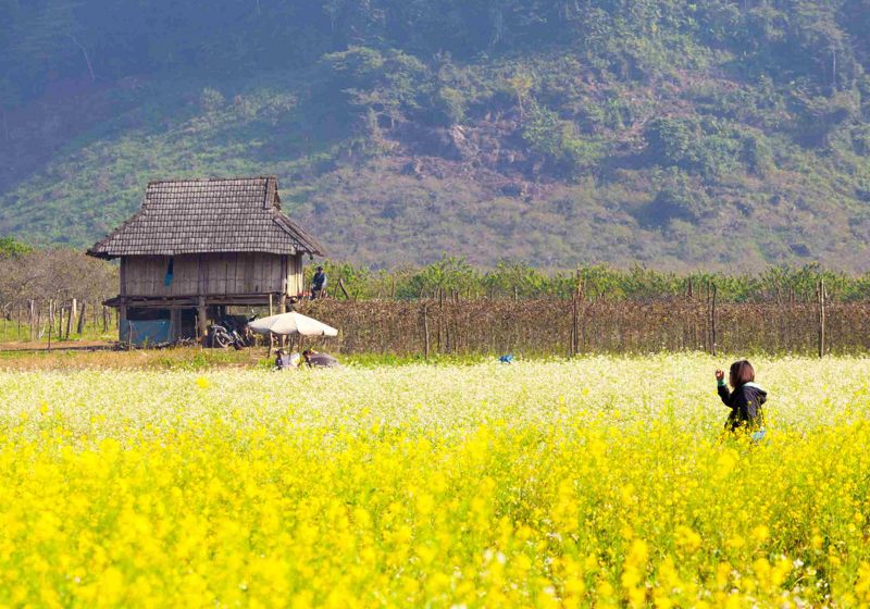 Embrace the Blossom Symphony: A Captivating Spring Tour of Northern Vietnam